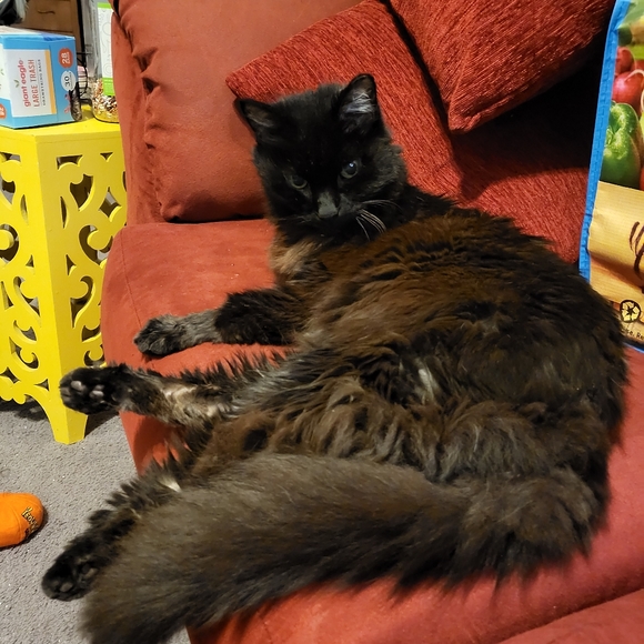 All proceeds from my sales go towards vet bills for this little monster - Picture 3 of 4